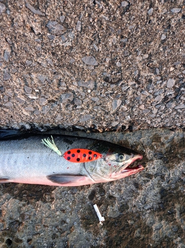 サケの釣果