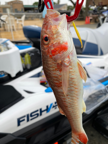 ヒメジの釣果