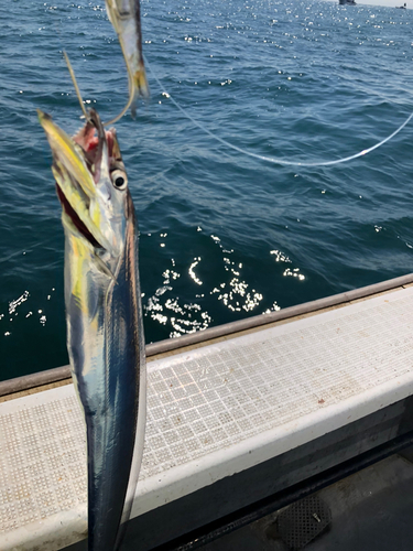 タチウオの釣果