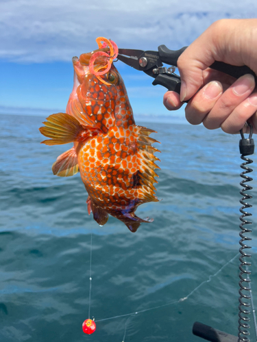 アコウの釣果