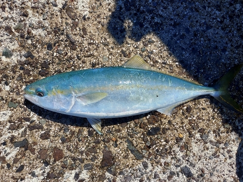 ワカシの釣果