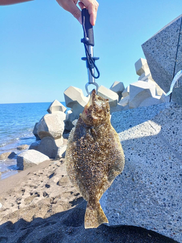 ヒラメの釣果