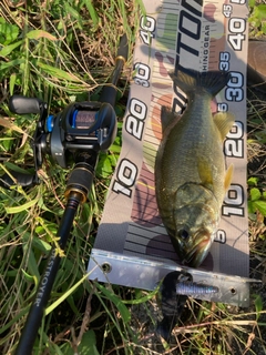 ラージマウスバスの釣果
