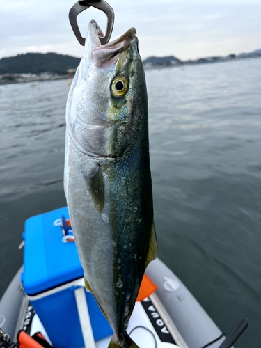 イナダの釣果