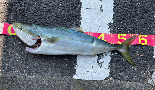 イナダの釣果