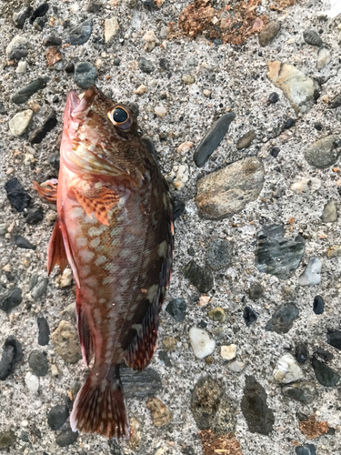 カサゴの釣果