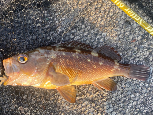 エゾメバルの釣果