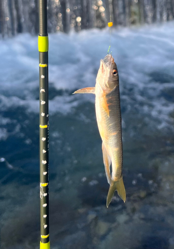 オイカワの釣果