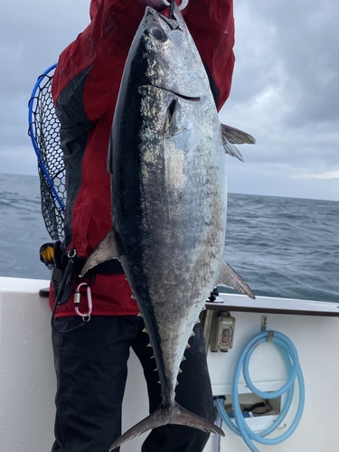 コシナガマグロの釣果