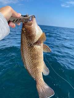 オオモンハタの釣果