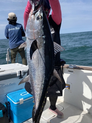 コシナガマグロの釣果