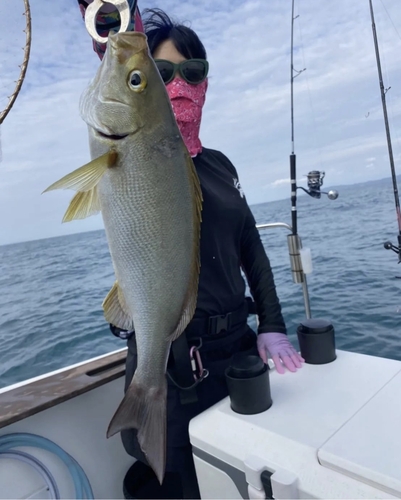 イサキの釣果