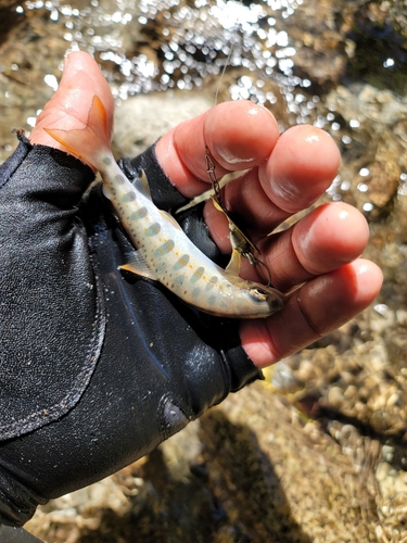 アマゴの釣果