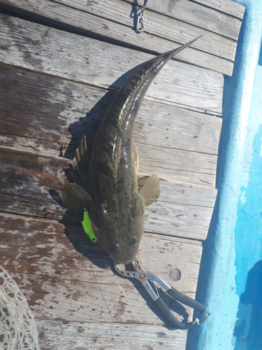 マゴチの釣果