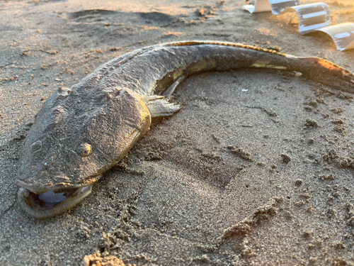 マゴチの釣果