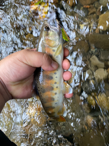 ヤマメの釣果