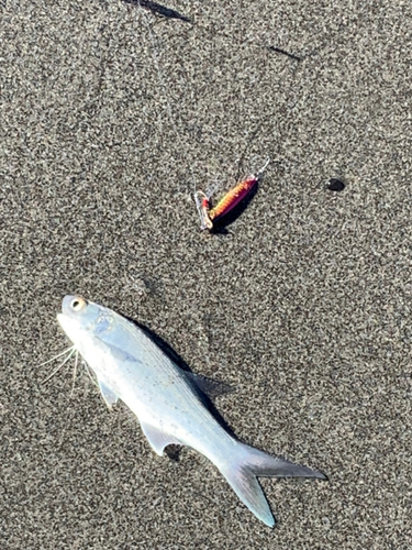 ツバメコノシロの釣果