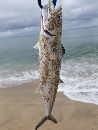 サゴシの釣果