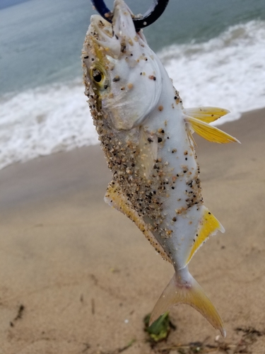 ショゴの釣果