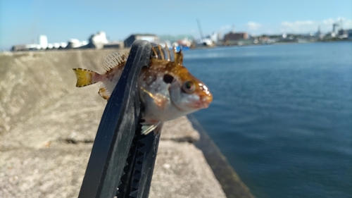 アイゴの釣果