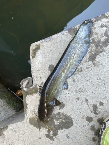 ナマズの釣果