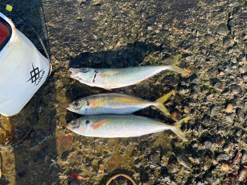 マルアジの釣果