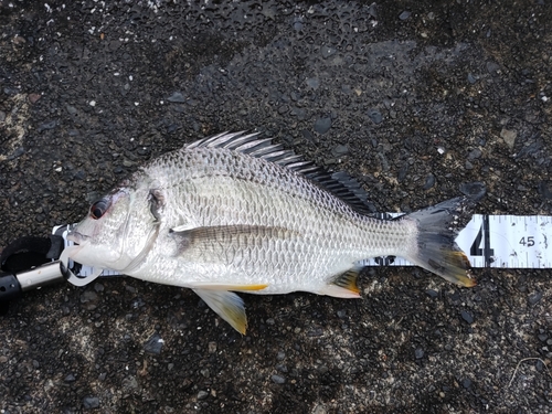 キビレの釣果