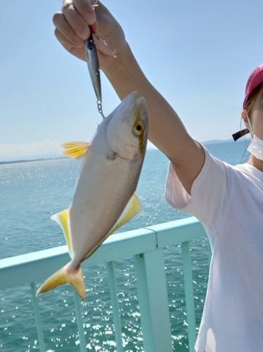 ネリゴの釣果