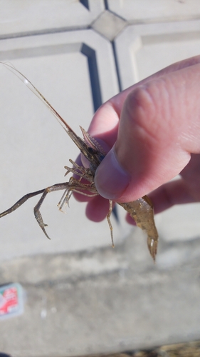 テナガエビの釣果