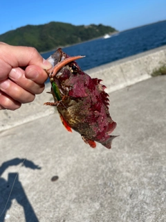 ヨロイメバルの釣果