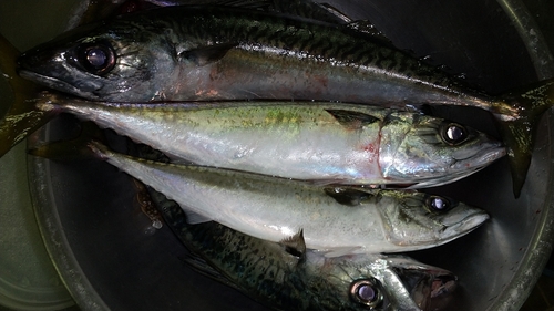 マサバの釣果