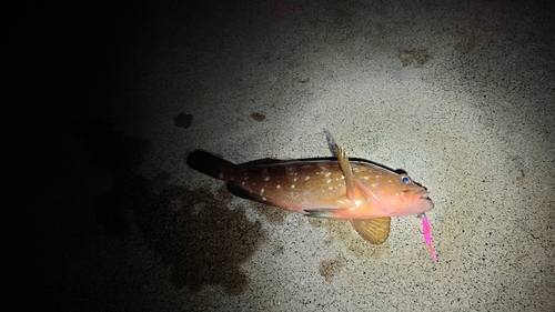 アコウの釣果