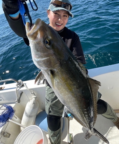 カンパチの釣果