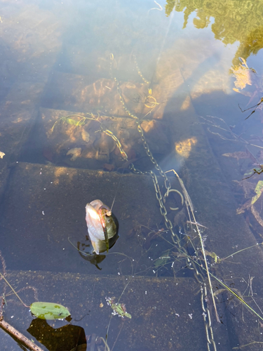 ラージマウスバスの釣果