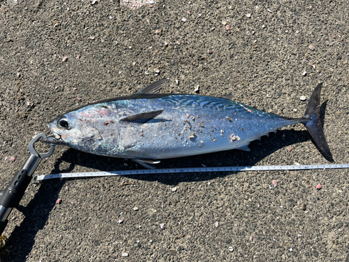 ヒラソウダの釣果