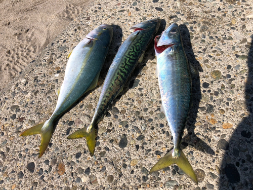 サバの釣果