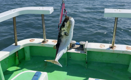 シロサバフグの釣果