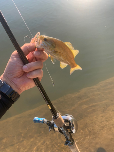 スモールマウスバスの釣果