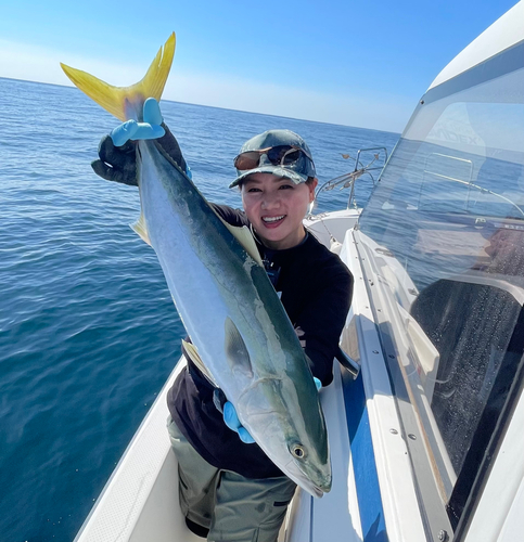 ハマチの釣果