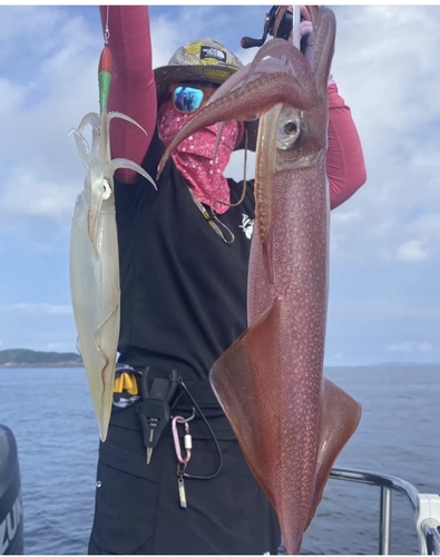 ケンサキイカの釣果