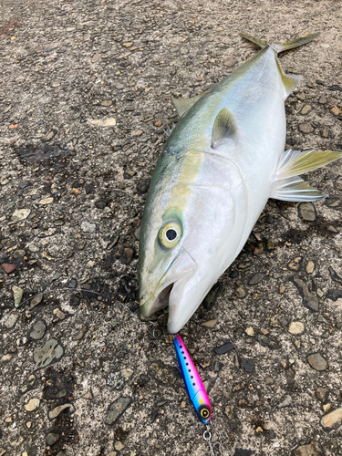 メジロの釣果