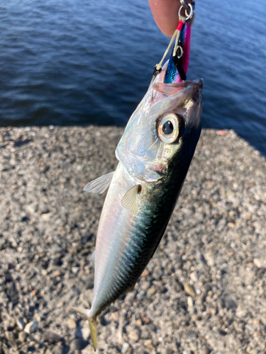 サバの釣果