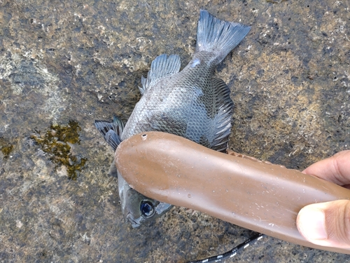 メジナの釣果