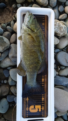 スモールマウスバスの釣果