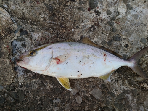 ネリゴの釣果