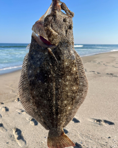 ヒラメの釣果