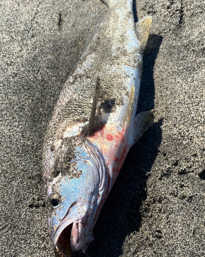 ニベの釣果