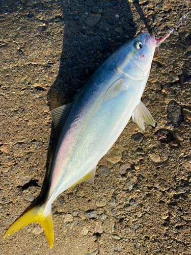 コゾクラの釣果