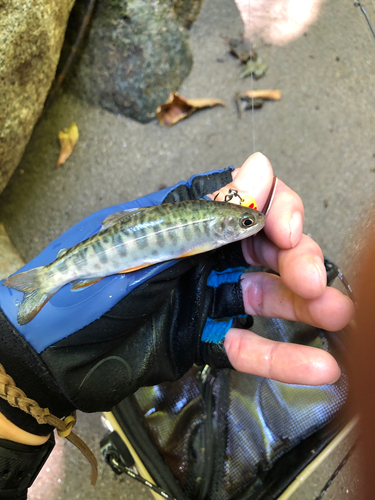 アマゴの釣果