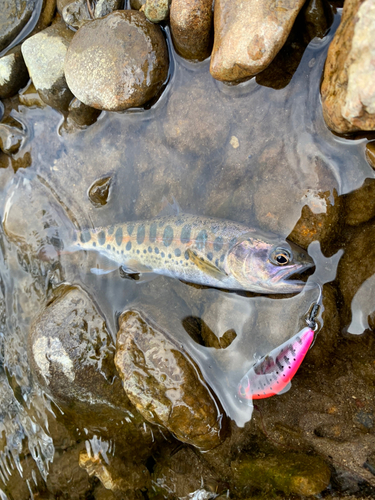 ヤマメの釣果